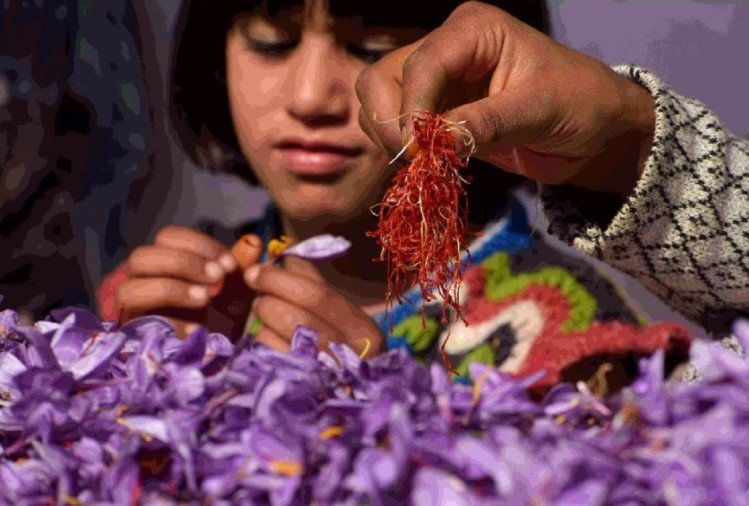 एक्सक्लूसिव : हिमालयी क्षेत्र के गांवों में महकने लगी केसर की खुशबू, उद्यान विभाग ने शुरू किया ट्रायल