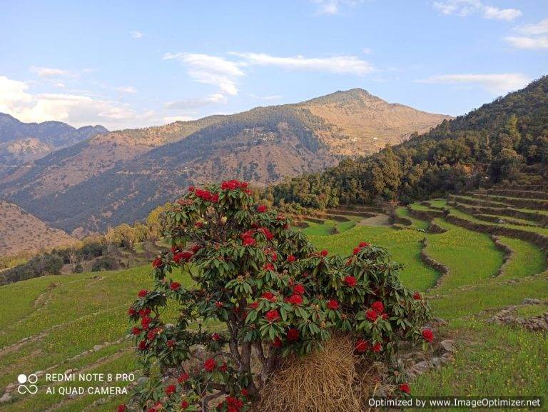 बसंत : केदार घाटी में फ्यूली व बुरांस के खिलने से साक्षात स्वर्ग का एहसास – लक्ष्मण नेगी ऊखीमठ