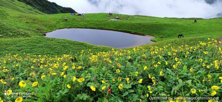 केदार घाटी के सुरम्य मखमली बुग्याल अनेक प्रजाति के पुष्पों से सुसज्जित होने लगे – लक्ष्मण नेगी ऊखीमठ