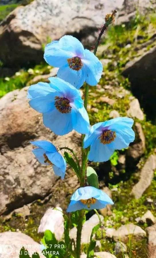 फूलों की घाटी में खिला पुष्पों की रानी जापानी पुष्प ब्लू पॉपी, विदेशी पर्यटकों को कर रहा आकर्षित – संजय कुंवर