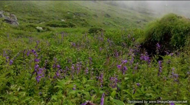 फूलों की घाटी में भारी बारिश होने से संपर्क मार्ग अवरूद्ध, सैलानियों को घांघरिया में रोका गया – संजय कुंवर