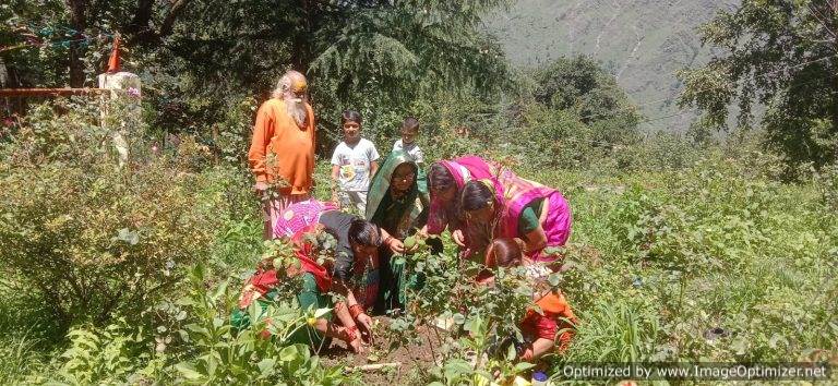 हरेला पर्व पर ज्योर्तिमठ में बेलपत्र का पहला पौधा रोपा