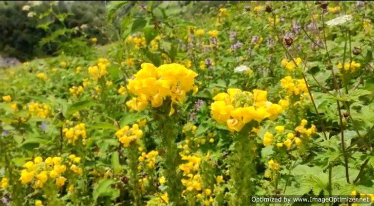 फूलों की घाटी में दो माह में सात हजार पर्यटकों ने किए घाटी के दीदार, पार्क प्रशासन को दस लाख की आय –