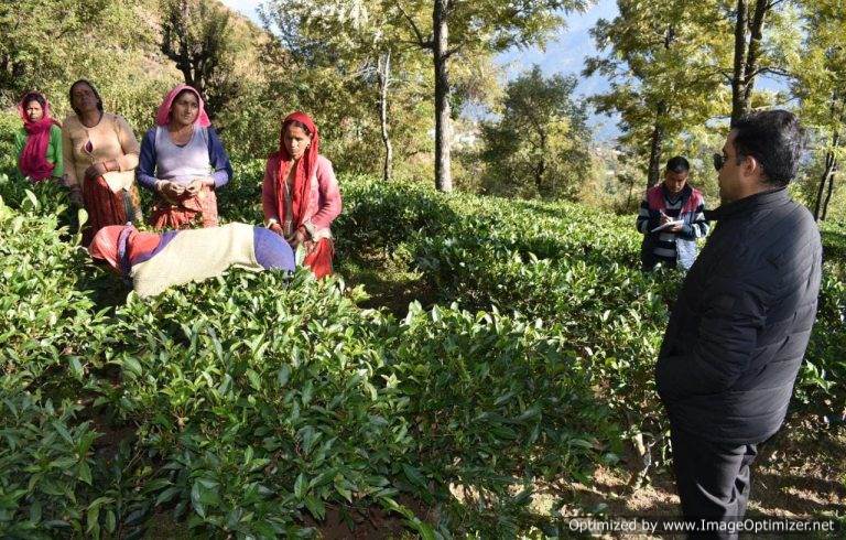 डीएम हिमांशु खुराना ने नौटी क्षेत्र का किया पैदल भ्रमण, चाय बागान का निरीक्षण कर किसानों को इससे मिल रहे लाभ की जानकारी ली – केएस असवाल