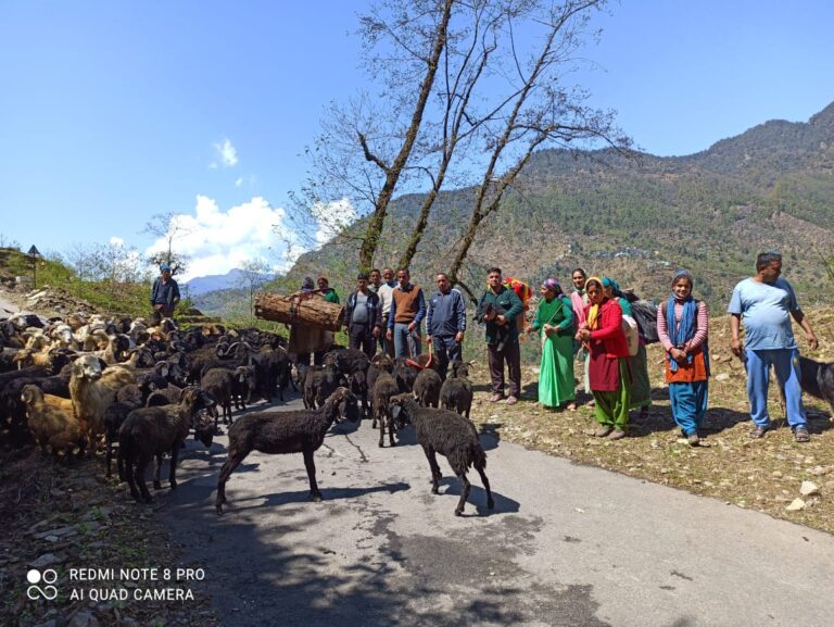 ऊखीमठ : केदारघाटी के सीमान्त गांवों के भेड़पालक छह माह के लिए बुग्याल रवाना
