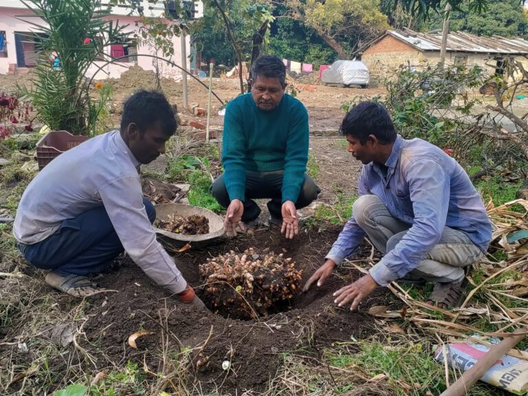 वर्ल्ड रिकॉर्ड :  हल्दी के एक पौधे से 25 किलो हल्दी पैदा करने वाले विश्व के पहले किसान बने उत्तराखंड के नरेंद्र