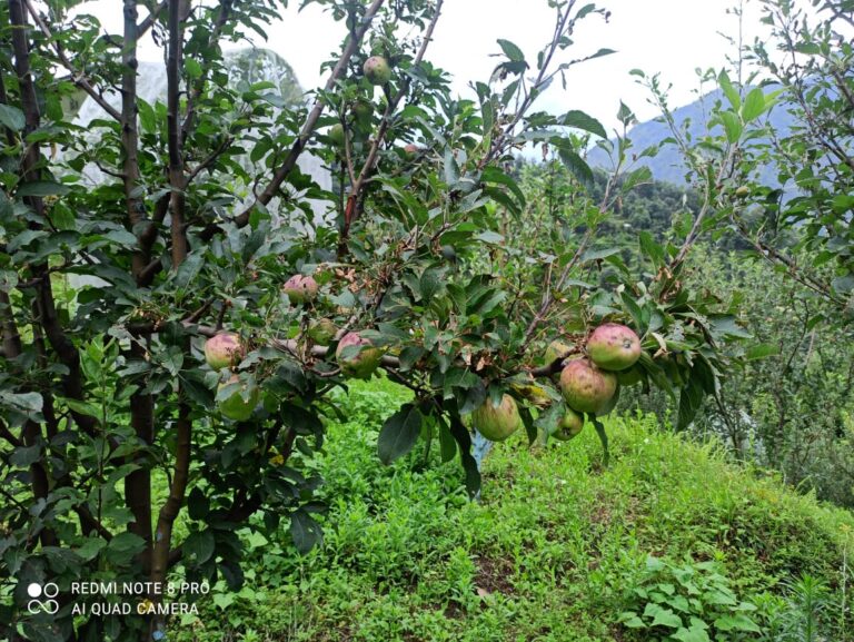 मौसम की मार : ओलावृष्टि से बागवानी एवं फसलों को भारी नुक़सान