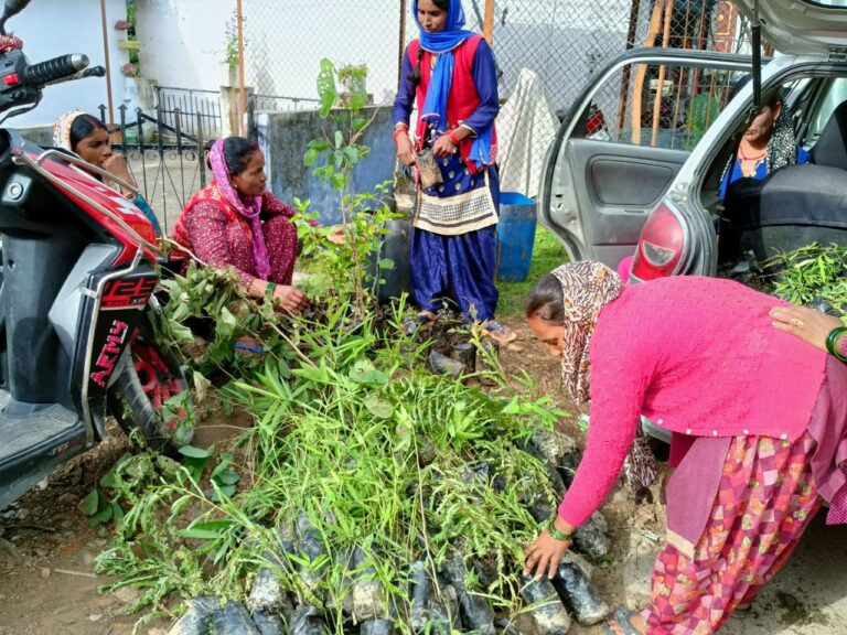 शिक्षक सत्येंद्र भंडारी के नेतृत्व में महिलाओं ने किया हजारों पौधों का रोपण