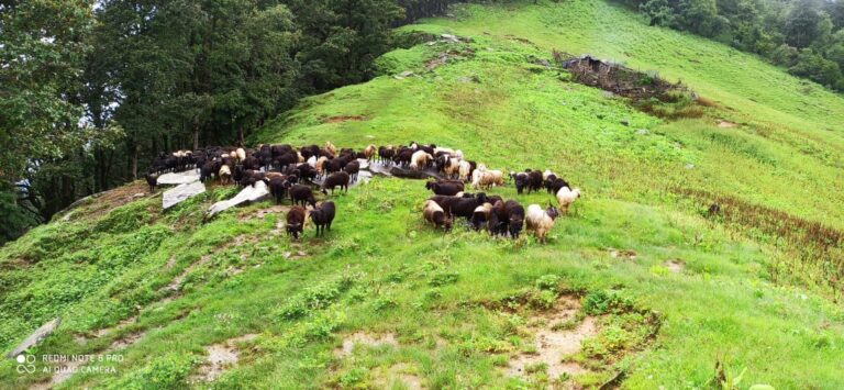 ऊखीमठ : भेड़ पालकों ने धूमधाम से मनाया लाई मेला