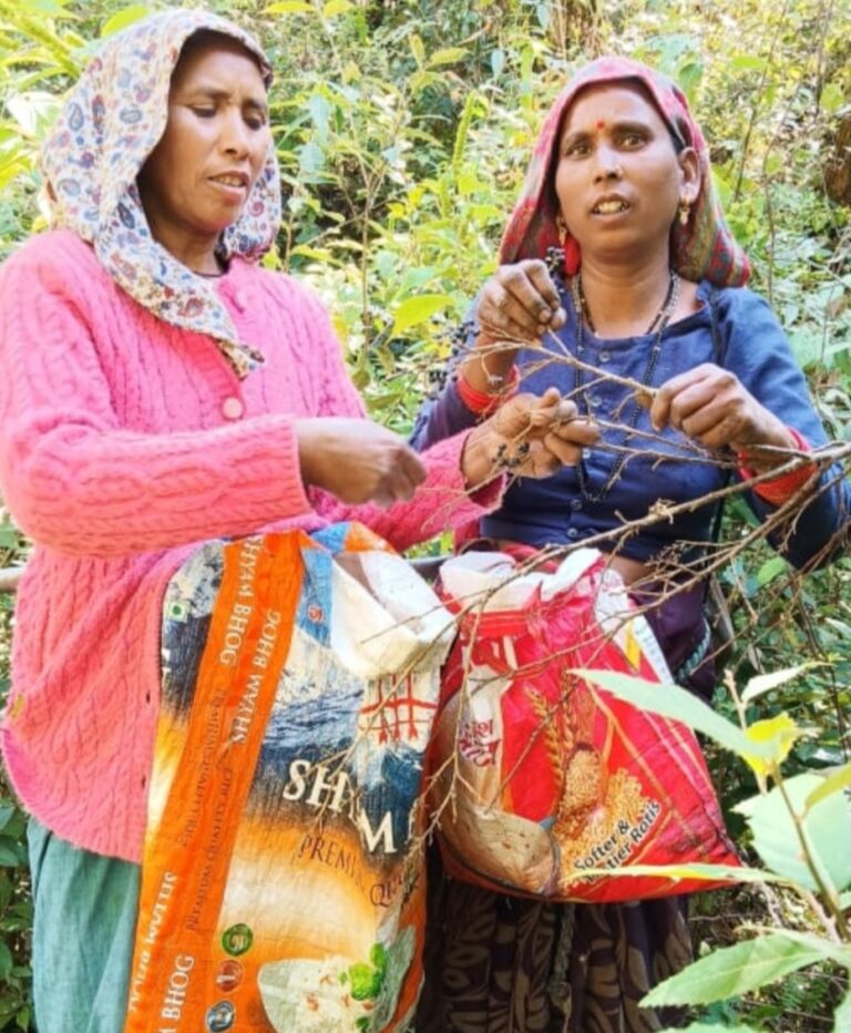 चमोली : औषधीय गुणों से भरपूर लोध असाध्य रोगों के लिए रामबाण औषधि