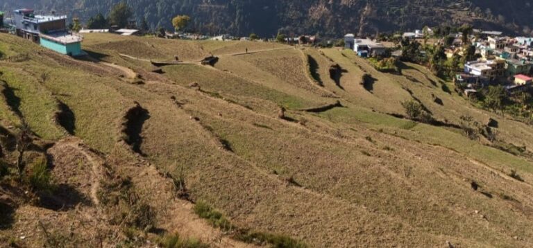 ऊखीमठ : मौसम के अनुकूल बारिश न होने से रबी की फसल हुई प्रभावित, किसानों में मायूसी