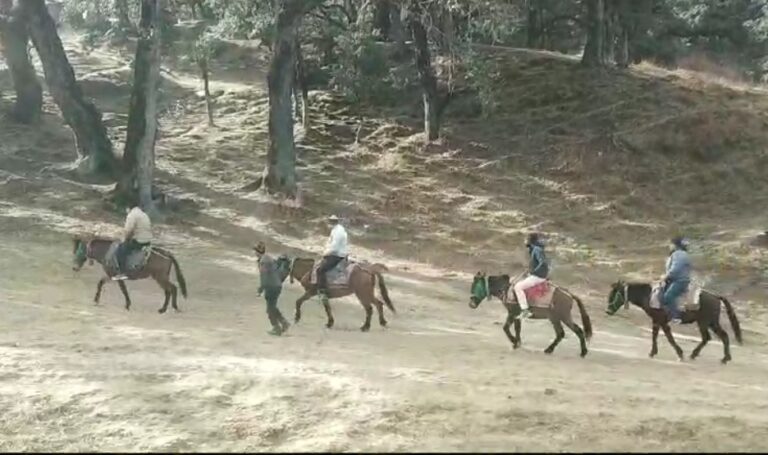 औली : पर्यटक गोरसों बुग्याल में घोड़े – खच्चरों से कर रहे हैं दीदार, जल्द मिलेगा चियर लिफ्ट का लाभ