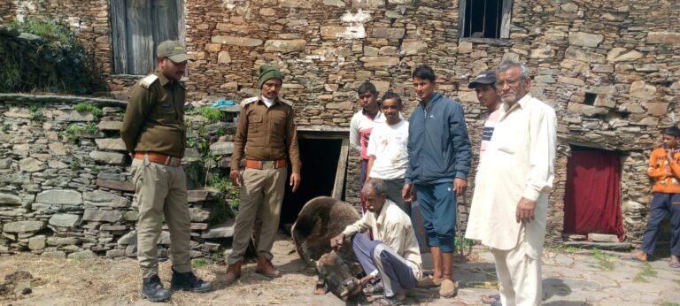 गौशाला का दरवाजा तोड़कर गुलदार ने दुधारू गाय को बनाया निवाला