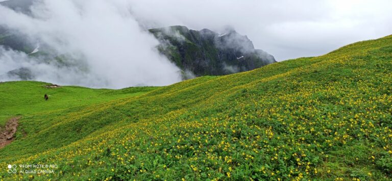 ऊखीमठ : केदारघाटी में बारिश के बाद बुग्याल हरियाली से आच्छादित