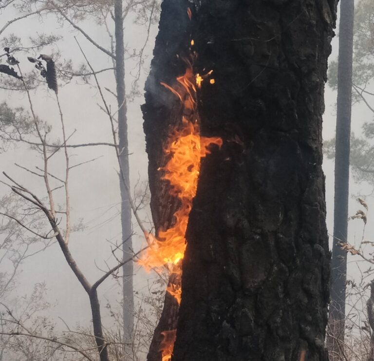 चमोली : वनों में आग लगाने पर आपदा प्रबंधन अधिनियम के तहत होगी कठोर कार्रवाई : डीएम
