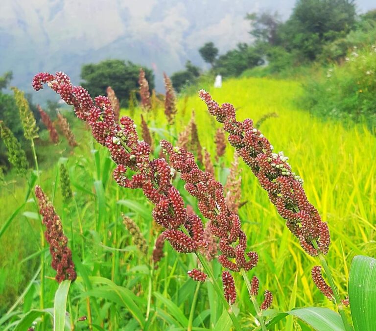 उत्तराखंड : पोषक तत्वों से भरपूर कोदा – झंगोरा, हृदय व मधुमेह रोगियों के लिए वरदान