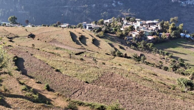 ऊखीमठ : केदारघाटी में मौसम के अनुकूल बारिश न होने से गेहूं, जौ, मटर की फसल हुई चौपट, काश्तकारों में मायूसी