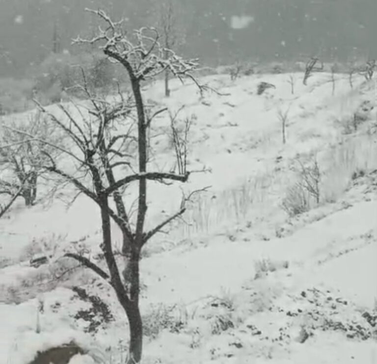 जोशीमठ : बदरीनाथ, हेमकुंड साहिब और औली में हुआ हिमपात