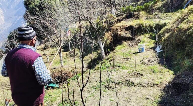 जोशीमठ : सीमांत में जनवरी – फरवरी की बर्फबारी सेब बागवानी के लिए हुई संजीवनी साबित