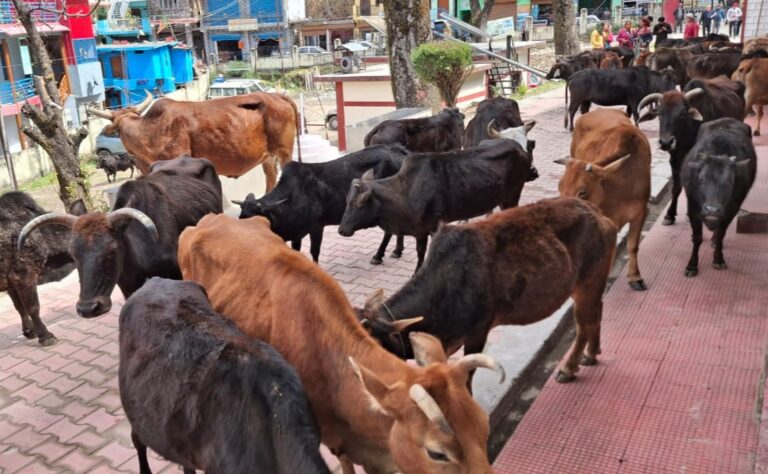 ऊखीमठ : आवारा पशुओं से आजिज आकर महिलाएं पशुओं को लेकर पहुंची तहसील