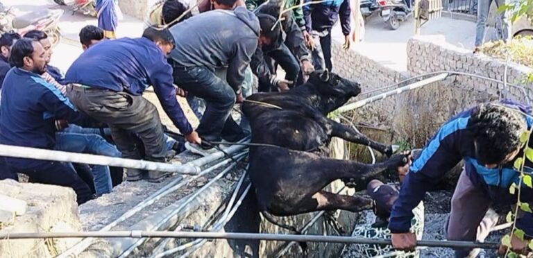 जोशीमठ : औली नाले में फंसे बेजुबान बैल का किया सफल रेस्क्यू