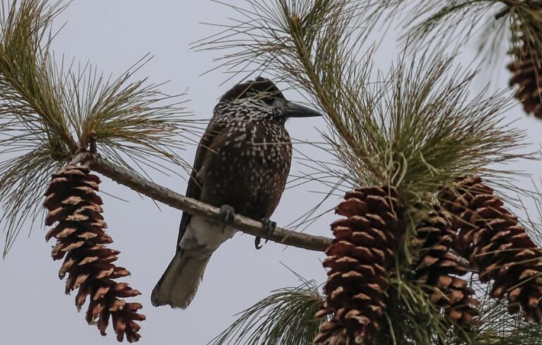 जोशीमठ : ईको टूरिज्म क्षेत्र इंद्रा प्वाइंट में 30 से अधिक पक्षी प्रजापतियां आई नजर