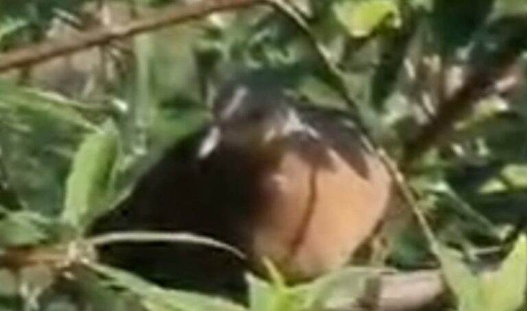 ज्योतिर्मठ : हंसता हुआ कबूतर बना बर्ड वाचरों के आकर्षण का केंद्र 