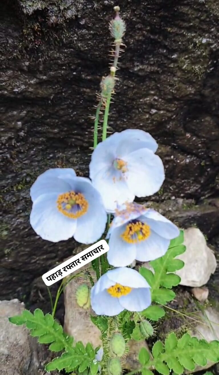 गोविंदघाट : जापानी मेहमान पुष्पों की रानी ब्लू पॉपी से महका फूलों की घाटी