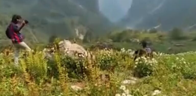 गोविंदघाट : फूलों की घाटी के दीदार को आज पहुंचे एक विदेशी सहित 64 पर्यटक