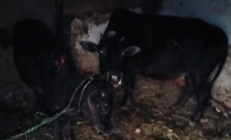 ज्योतिर्मठ : भालू ने गौशाला में घुसकर गाय को किया घायल