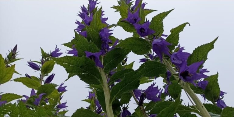 गोविंदघाट : फूलों की घाटी अल्पाइन पुष्पों से सजने लगी, अब तक 839 देशी – विदेशी पर्यटकों ने किया दीदार