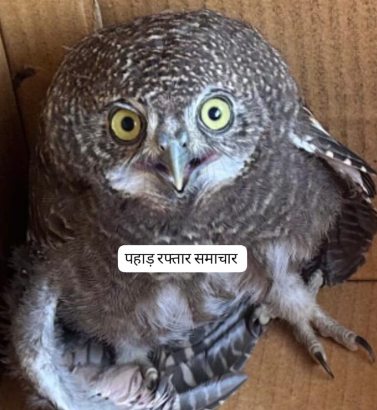 ज्योतिर्मठ : नंदा देवी राष्ट्रीय पार्क में एशियाई बैरड उल्लू का हुआ सफल रेस्क्यू