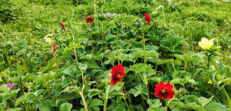 चमोली : फूलों की घाटी में 17 दिनों में 1812 देशी और विदेशी पर्यटकों ने किया दीदार