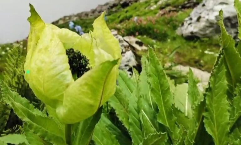 गोविंदघाट : हेमकुंड साहिब में ब्रह्म कमल और देव पुष्प हिम कमल खिलने से श्रद्धालु एवं प्रकृति प्रेमी हुए अभिभूत