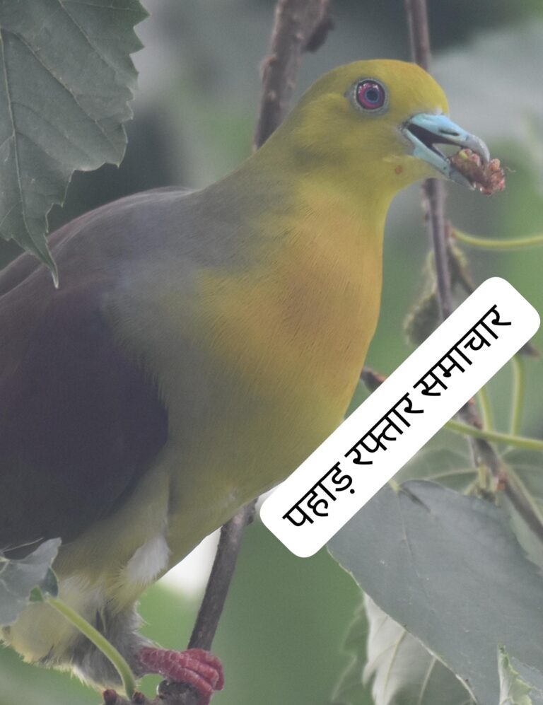 ज्योतिर्मठ : सीमांत में हिलांस एवं कफ्फू पक्षियों की मधुर आवाज़ प्रकृति प्रेमियों को अपनी ओर कर रही आकर्षित