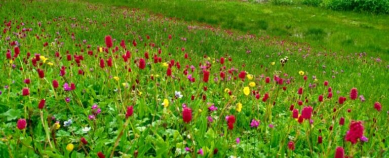 ऊखीमठ : भेड़ पालकों की आराध्य देवी मनणामाई लोकजात यात्रा की तैयारियां शुरू