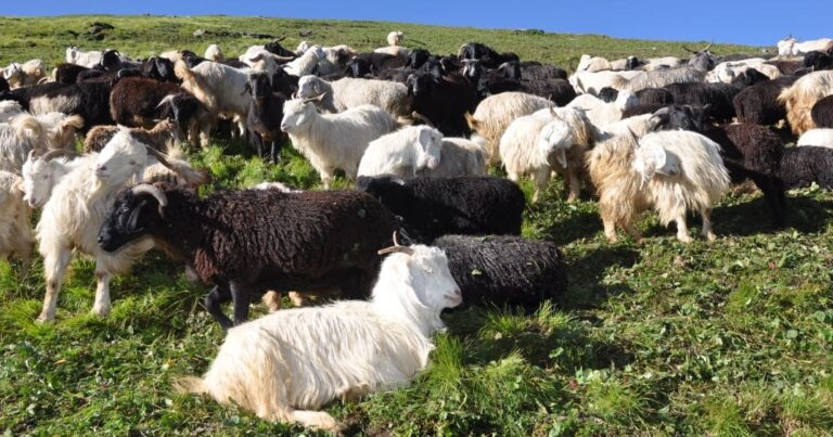 ऊखीमठ : भेड़पालकों द्वारा दाती त्योहार की तैयारियां जोरों पर