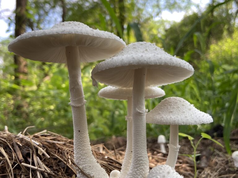 चमोली : जंगली मशरूम खाने से पिता-पुत्री की तबीयत बिगड़ी