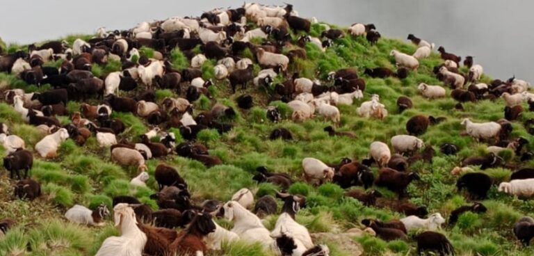 ऊखीमठ : भेड़पालकों ने धूमधाम से मनाया दाती त्योहार