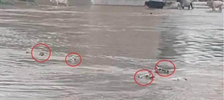 दुःखद घटना : पिंडर नदी में फंसी गाय को बचाने में गई जवान की जान