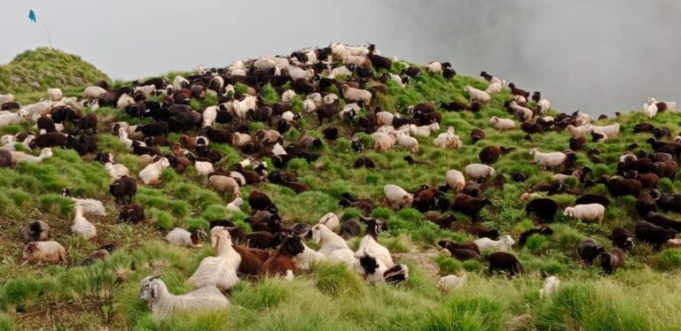 चमोली : भेड़पालकों ने धूमधाम से मनाया लाई महोत्सव