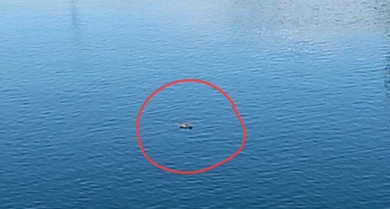 औली में प्रवासी पक्षियों ने बनाया आशियाना