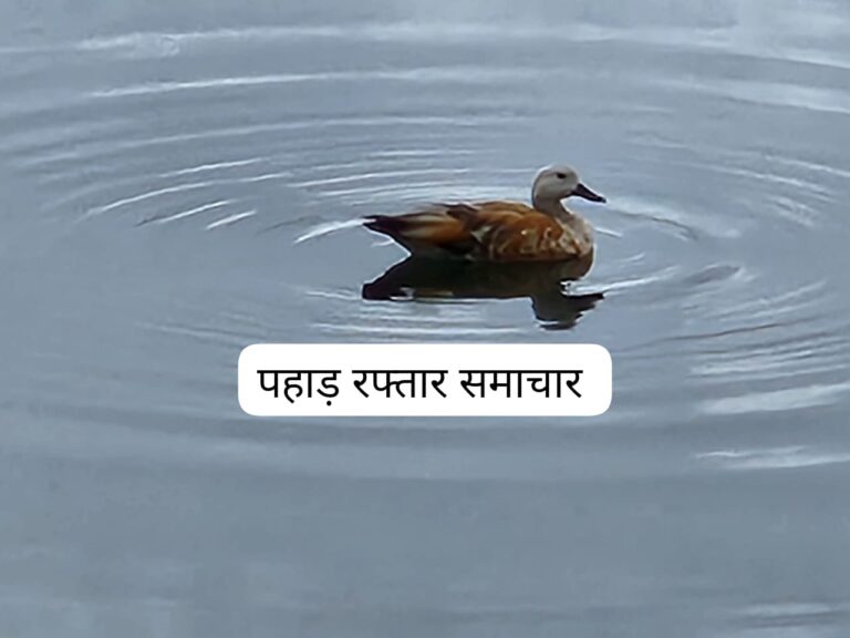 औली : कृत्रिम झील को विंटर विजिटर प्रवासी पक्षी रूडी शैलडक ने बनाया आशियाना 