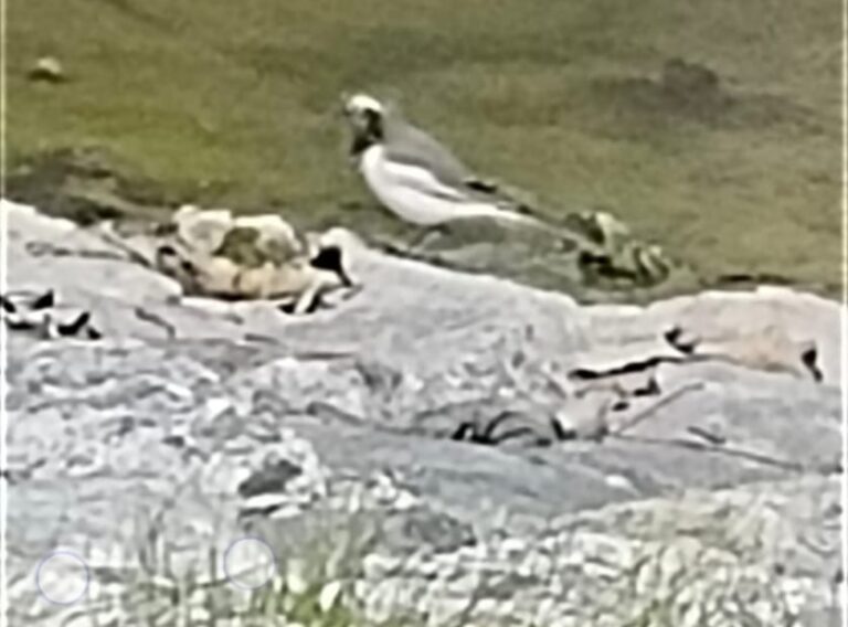 बदरीनाथ : बाल्टिक देश लातविया के राष्ट्रीय पक्षी सफेद खंजन की दस्तक से पक्षी प्रेमी उत्साहित