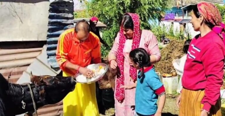 ज्योर्तिमठ : छोटी दीपावली पर गौ माता की पूजा कर खिलाया पकवान
