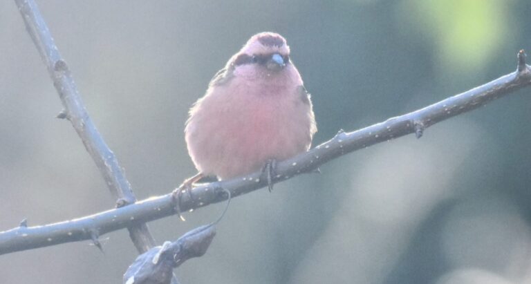 चमोली : उत्तराखंड में बर्ड काउंटिंग अभियान संपन्न