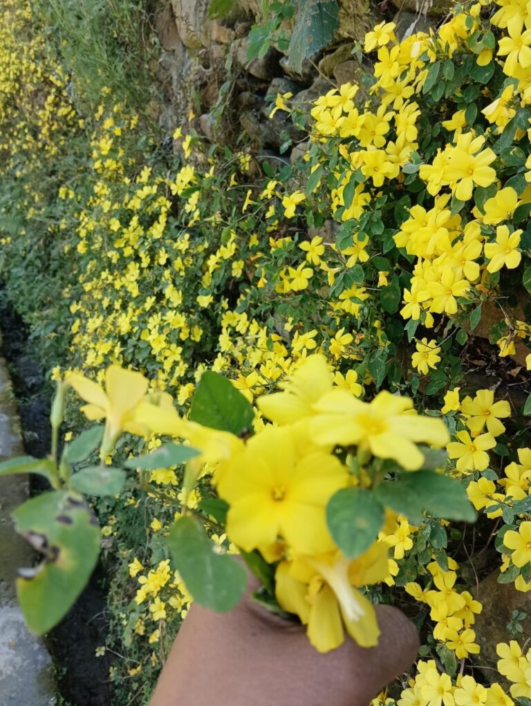 ऊखीमठ : बसंत का दूत फ्यूंली: आस्था, संस्कृति और प्रकृति का अनुपम संगम 