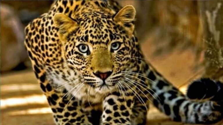 पौड़ी : चौबट्टाखाल में गुलदार का आतंक: आंगन में खेल रही 4 साल की मासूम को बनाया निवाला