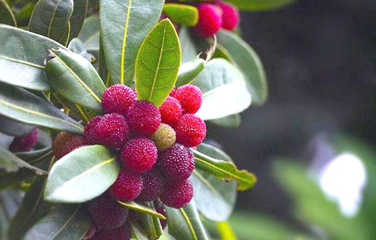 ऊखीमठ : देवरियाताल में सजा काफल फेस्टिवल का रंग