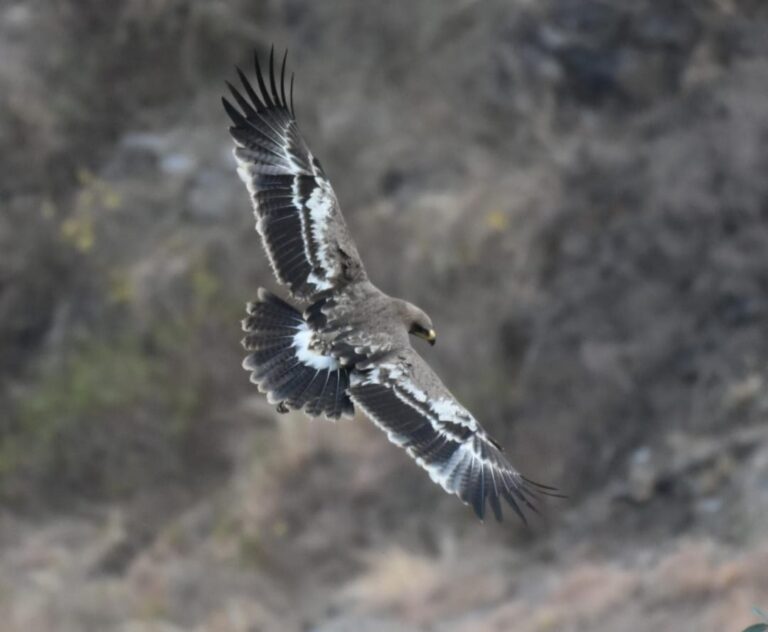 चमोली : जोशीमठ में लौटे ‘प्रकृति के सफाईकर्मी’, जोगी धारा में गिद्धों का जमावड़ा